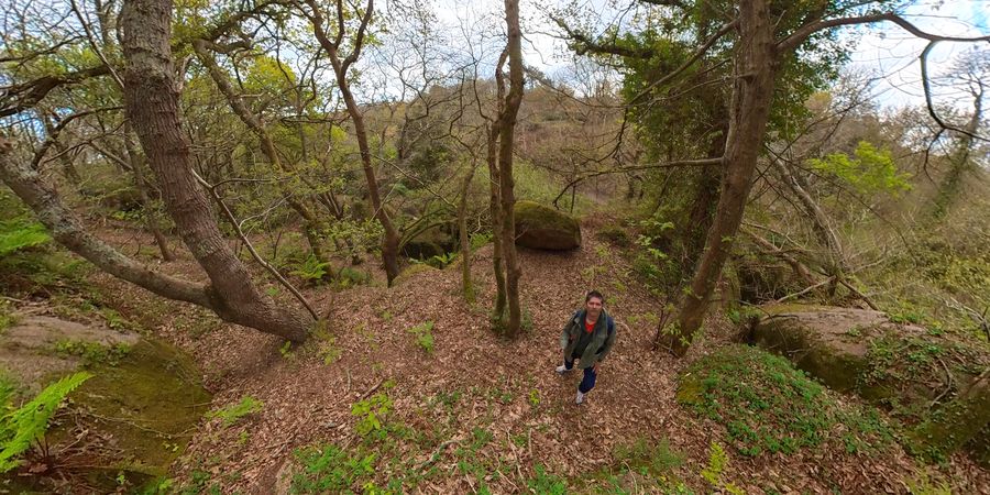 P0133-Bretagne-Foret