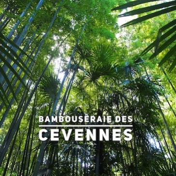 Bambouseraie en Cévennes